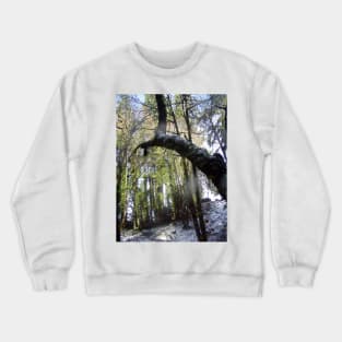 Forest Sun Rays in the Snow #42 Crewneck Sweatshirt